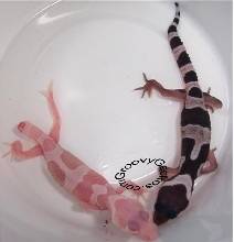 Mack Snow Tremper Albino comparison photo