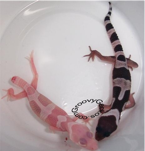 Mack Snow Tremper Albino comparison photo