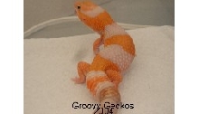 Stud Amel Fat-Tail