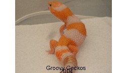 Stud Amel Fat-Tail