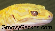 Purple Eyed (eye pics) Red Eye Red Stripe Project Male