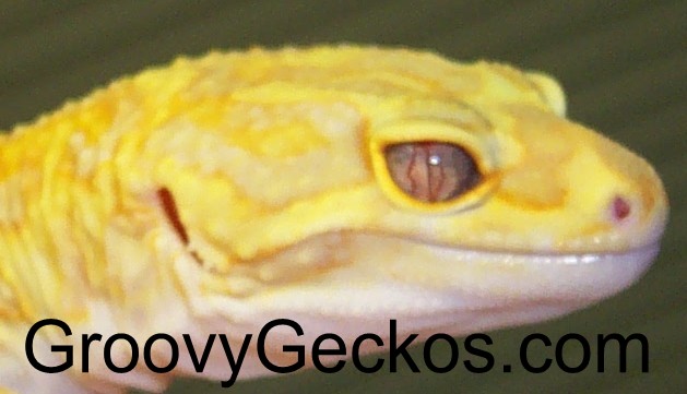 Purple Eyed (eye pics) Red Eye Red Stripe Project Male