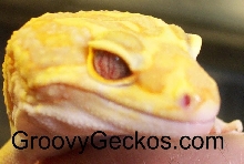 Purple Eyed (eye pics) Red Eye Red Stripe Project Male