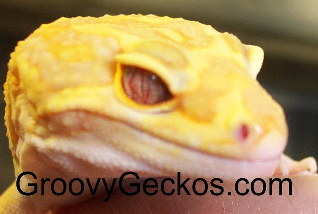 Purple Eyed (eye pics) Red Eye Red Stripe Project Male