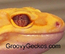 Purple Eyed (eye pics) Red Eye Red Stripe Project Male