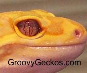 Purple Eyed (eye pics) Red Eye Red Stripe Project Male
