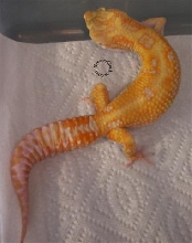 Purple Eyed -Red Eye Red Stripe Project Male