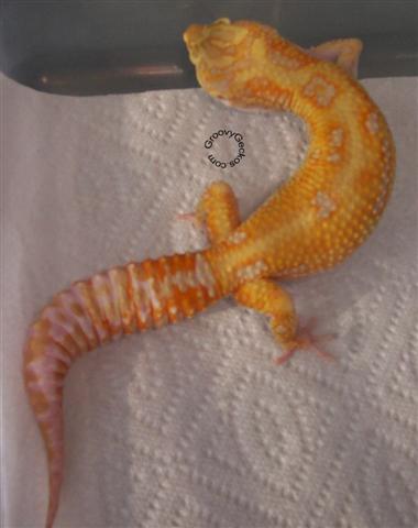 Purple Eyed -Red Eye Red Stripe Project Male