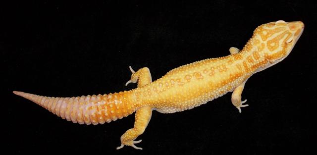 Giant APTOR Het Red Eyes