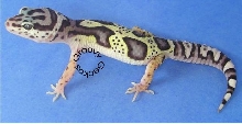 Mack Snow BOLD Jungle cross