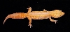 Het RAPTOR