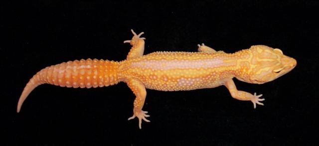 Het RAPTOR