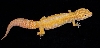 Giant Het APTOR Poss. Het RAPTOR