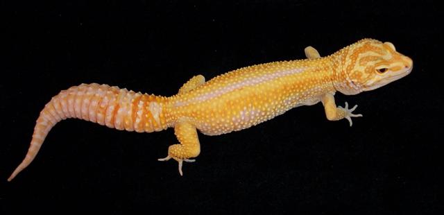Giant Het APTOR Poss. Het RAPTOR