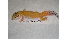 Red-Stripe Male
