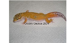 Red-Stripe Male