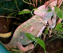 Gravid Lola