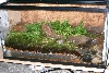 First Viv (unfinished)