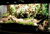 First Viv (Take Two, unfinished)