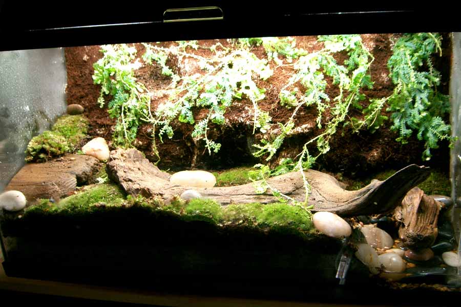 First Viv (Take Two, unfinished)