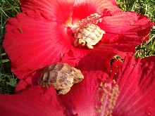 Bumblebee Tortoises
