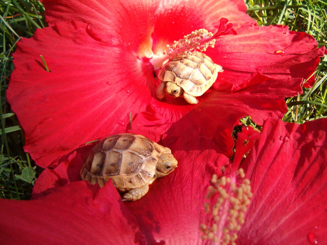Bumblebee Tortoises