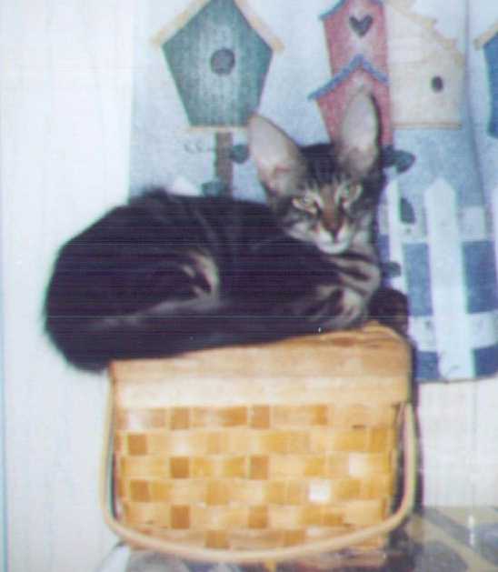 Basket Baby