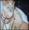 Pirate Kitty