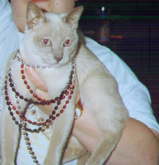 Pirate Kitty