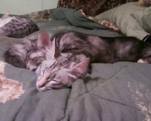 Seepy babies