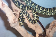 my first JCP - about 1.5 years old