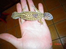 Head or tail