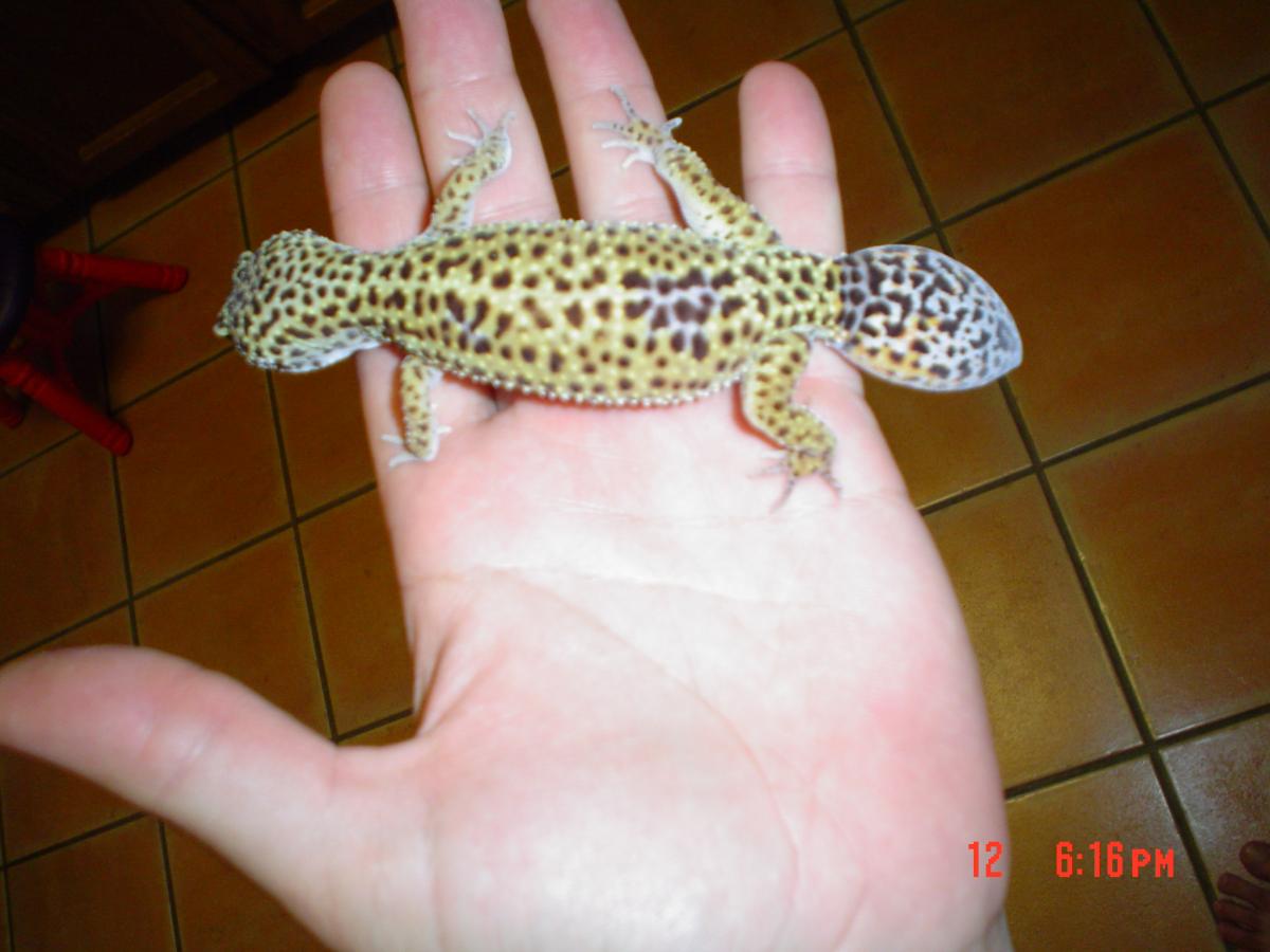 Head or tail