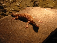 Yellow Ackie Basking