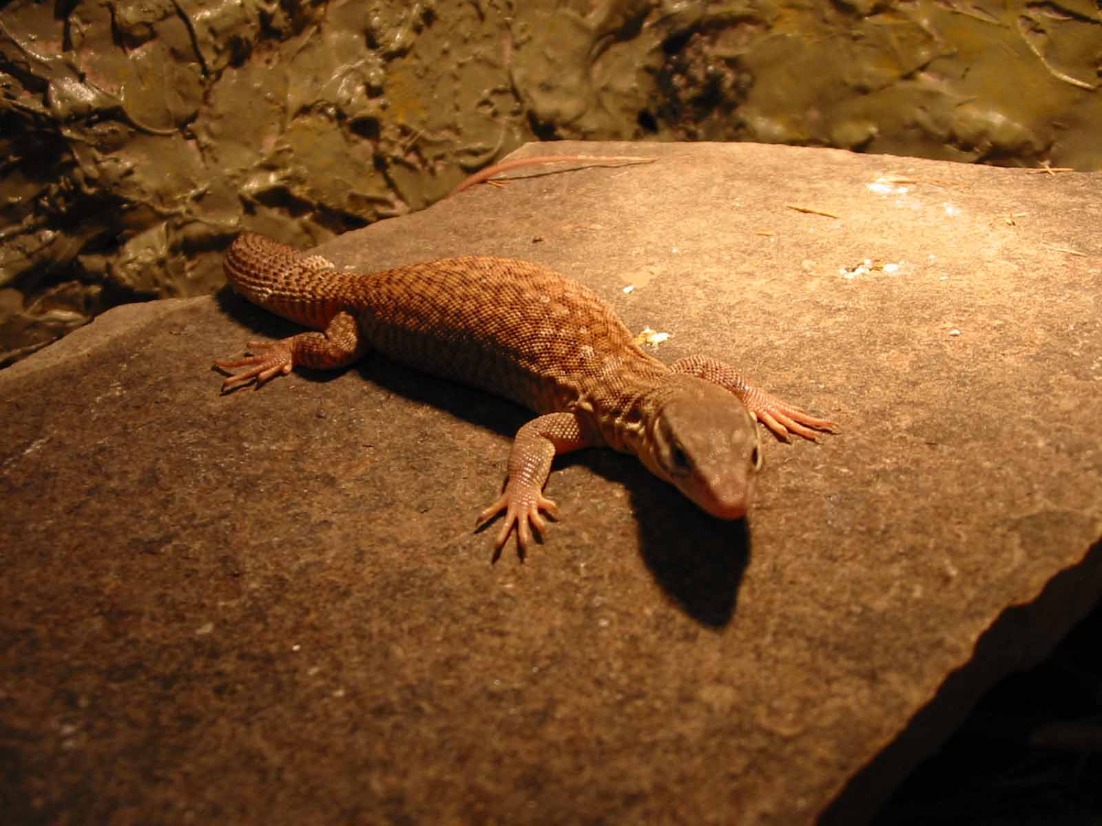 Yellow Ackie Basking
