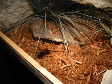 Yellow Ackie Burrow