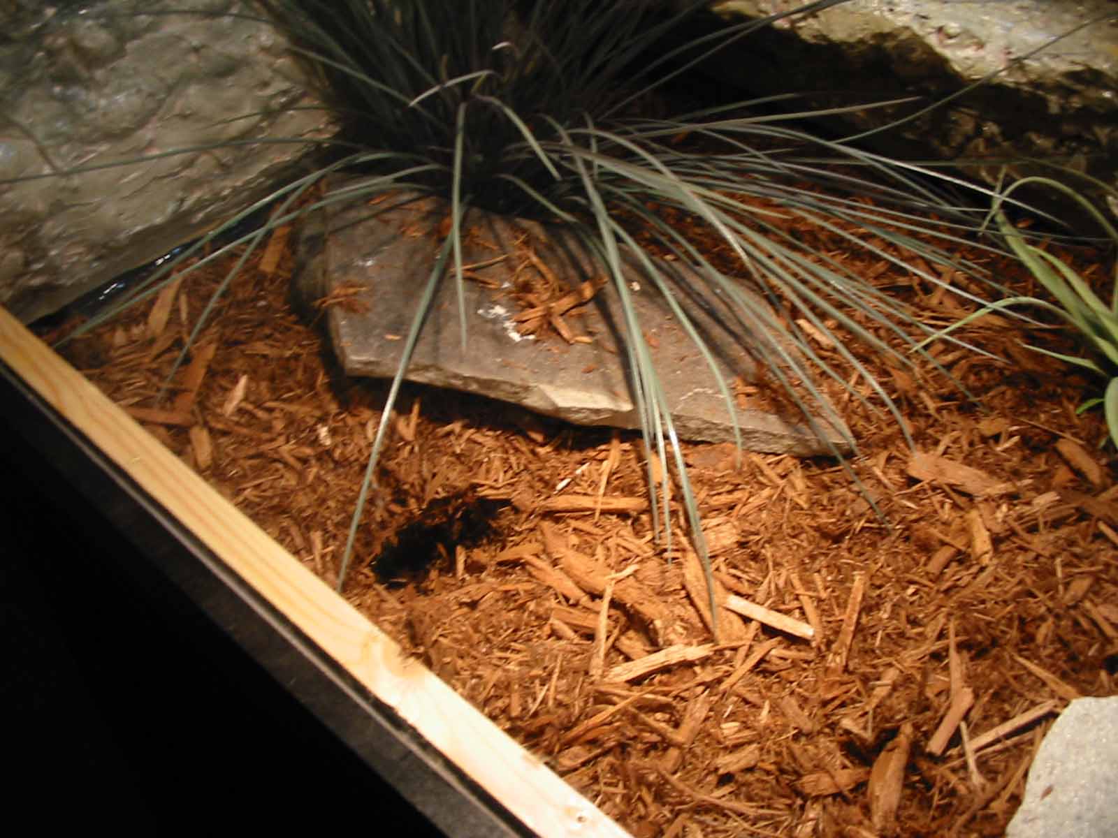 Yellow Ackie Burrow