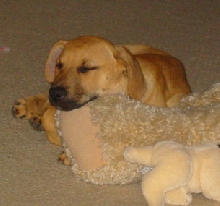Sleepy Jagger