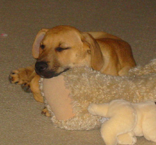Sleepy Jagger