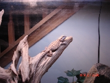 new beared dragon a rescue