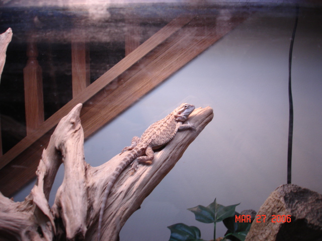 new beared dragon a rescue