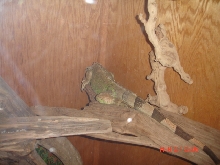 my female iguanna sleeping