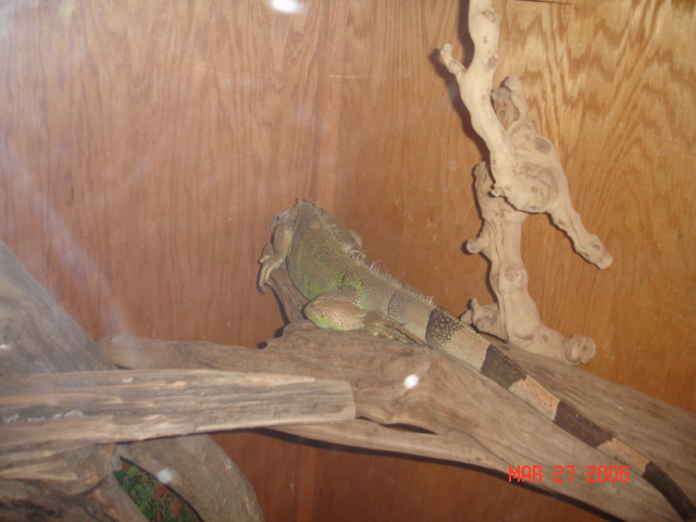 my female iguanna sleeping
