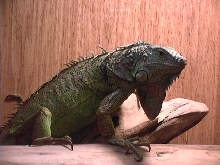 female iguana