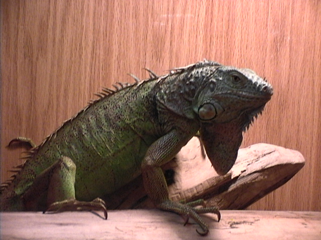 female iguana