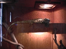 male iguana