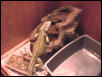 iguana