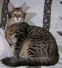 Cairo-F2 Chausie