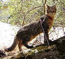 Cairo posing in my backyard.