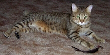 Mohkave at 7.5 months old